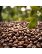 Robusta Coffees